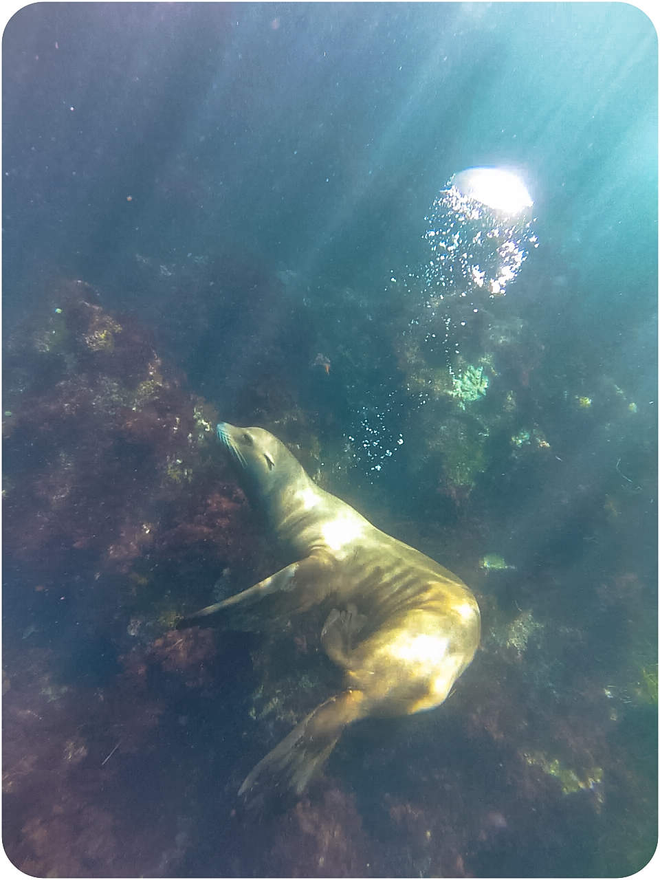 snorkeling the Kelp Forest with sea Lions | la Jolla Cove - suburban ...