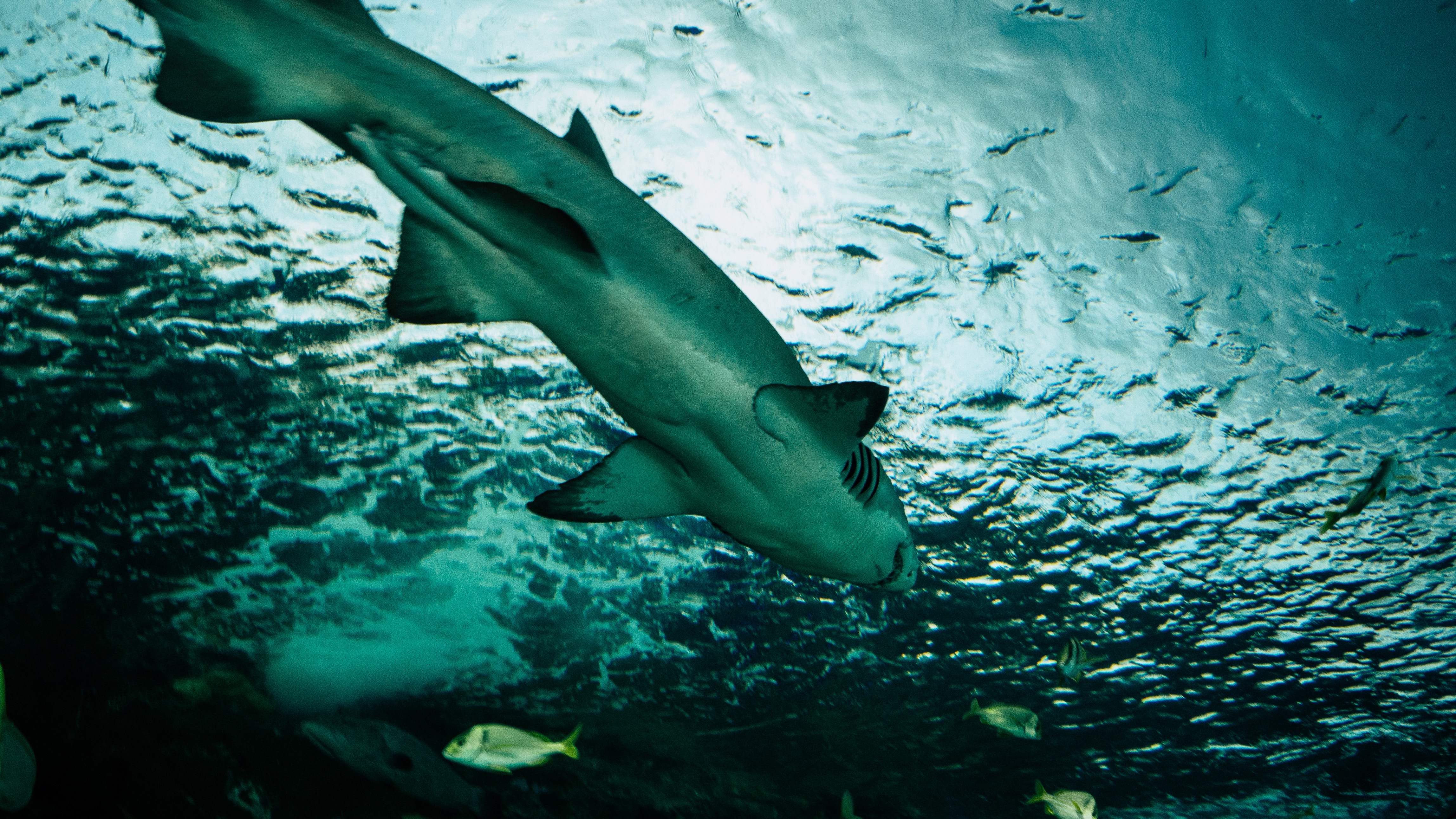 К чему снятся акулы в воде женщине. Французская акула. Акула за который рыбки плавают. Акулы среди рыб обои. Статуя акулы под водой.