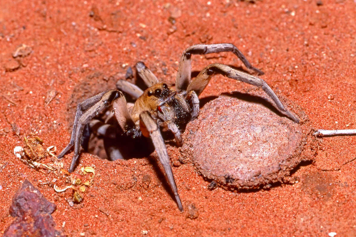 Native species spotlight: the California Trapdoor Spider